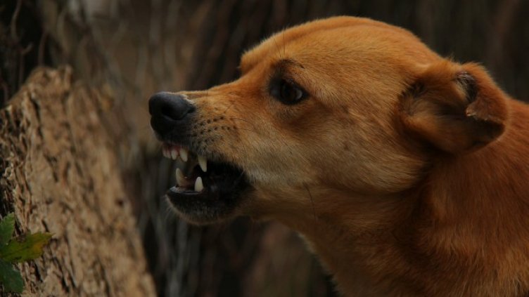 Снимка: Pixabay