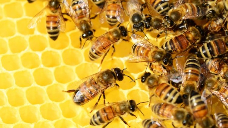 Снимка: Pixabay