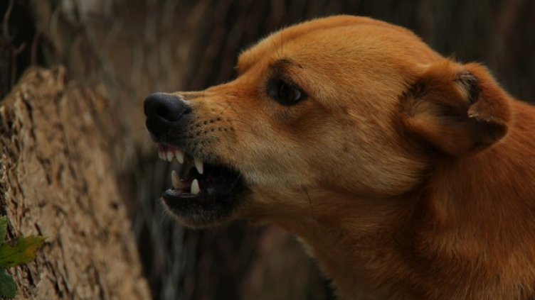 Снимка: Pixabay