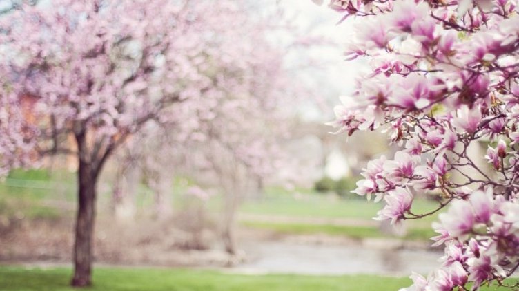 Снимка: Pixabay