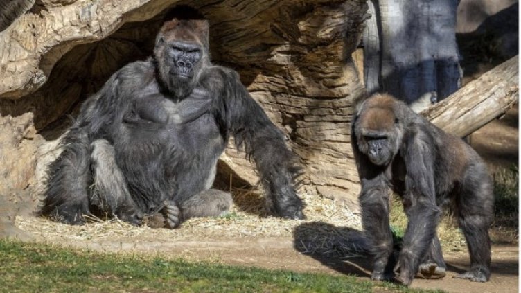 Снимка: архив, БГНЕС