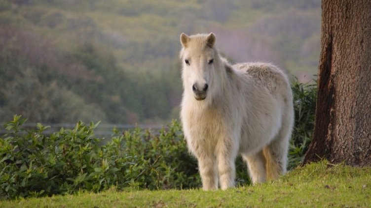 Снимка: Pixabay