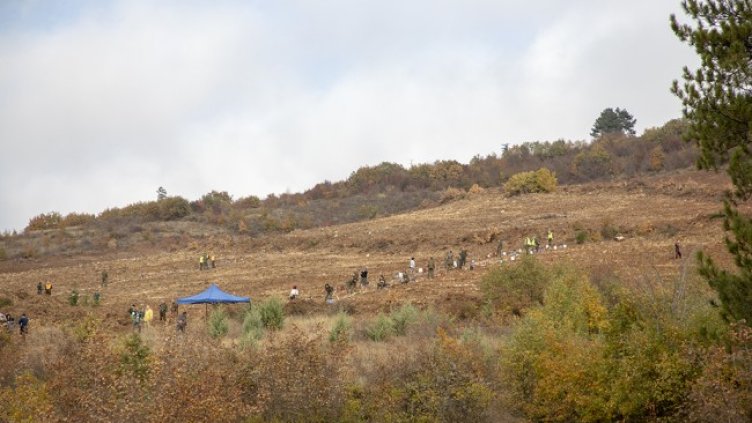 Засаждат 10 000 фиданки от цер край Стара Загора