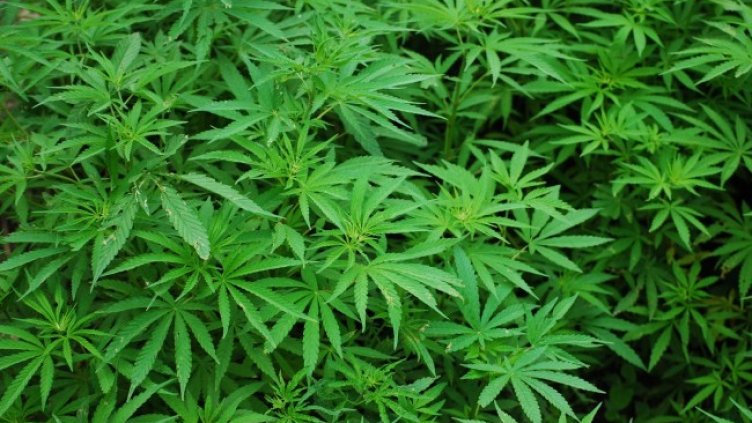 Снимка: Pixabay