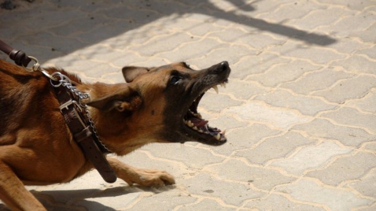 Снимка: Pixabay