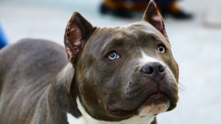 Снимка: Pixabay