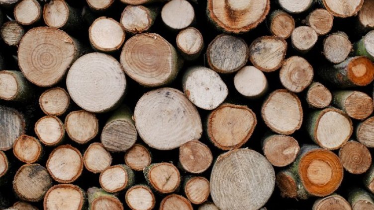 Снимка: Pixabey