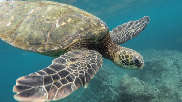 Снимка: Pixabay