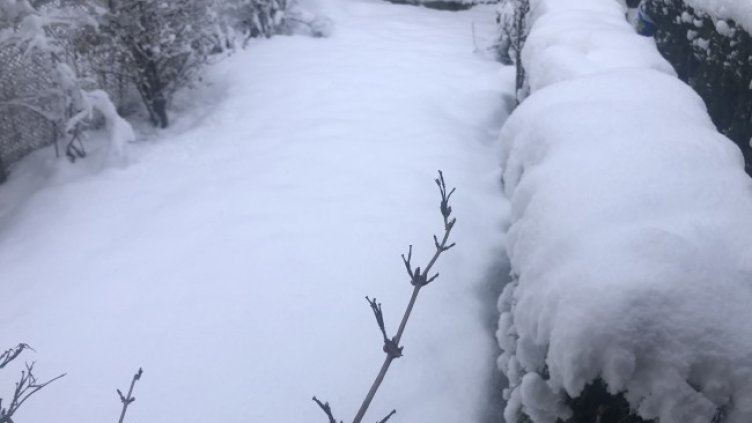 Снимка: БГНЕС, архив