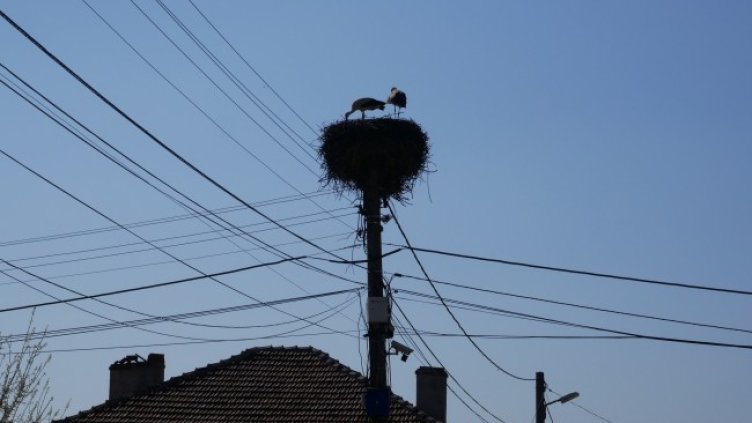 Снимка: БГНЕС