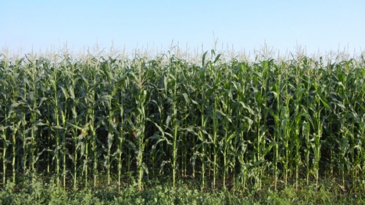 Снимка: Pixabay