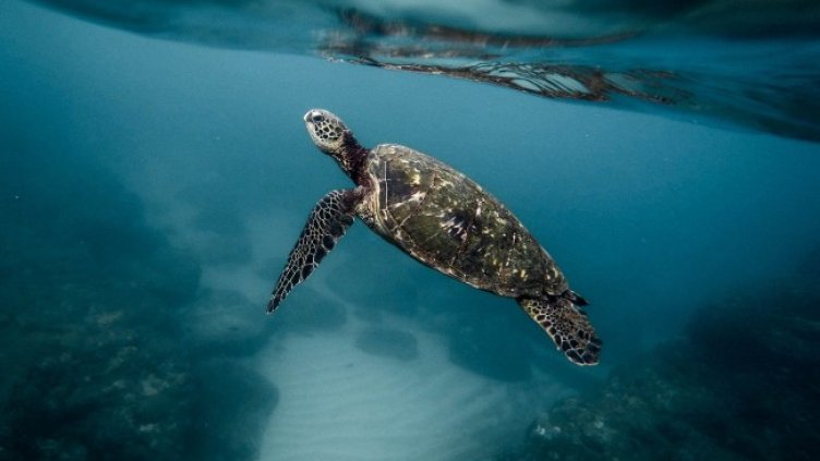 Снимка: Pixabay