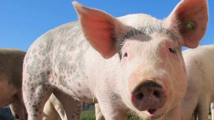 Снимка: Pixabay