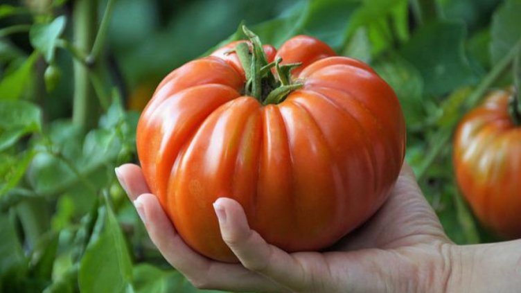 Снимка БГНЕС