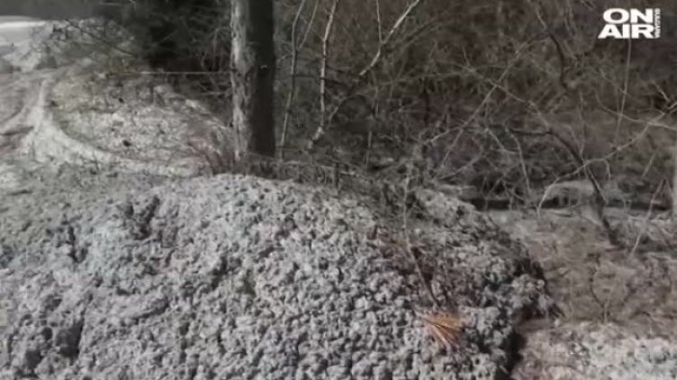 Глобиха фирмата, бетонирала дървета на "Хемус"