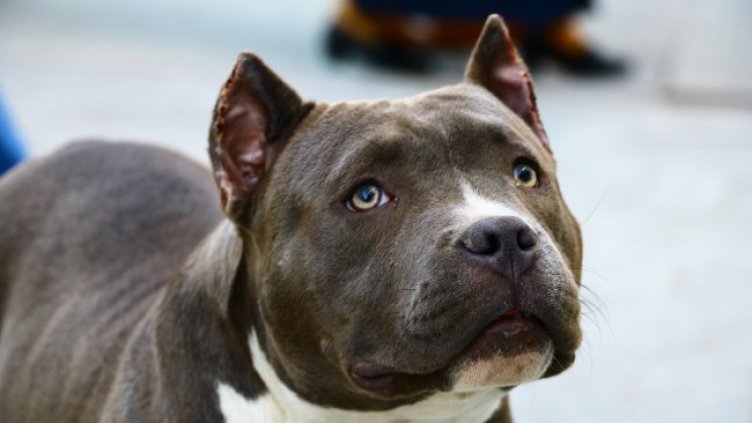 Снимка: Pixabay