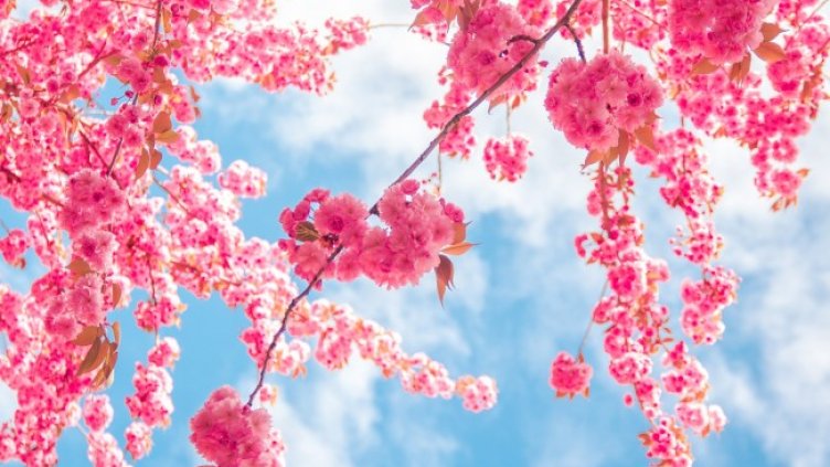 Снимка: Pixabay