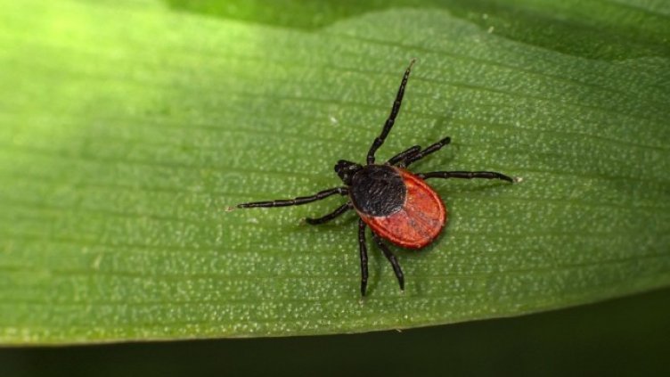 Снимка: Pixabay