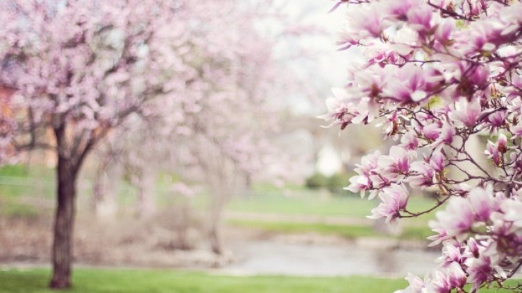 Снимка: Pixabay