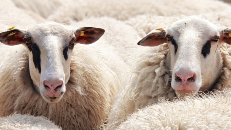 Снимка: Pixabay