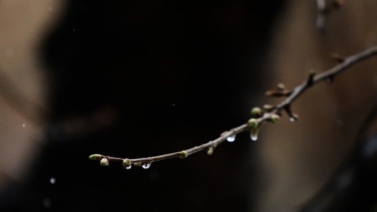 Снимка: архив, БГНЕС