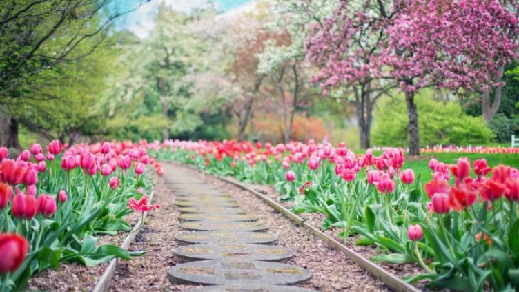 Снимка: Pixabay