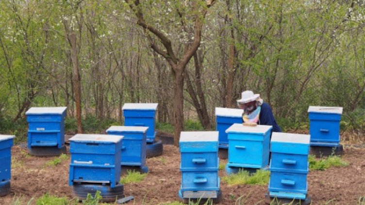 Снимка: БГНЕС