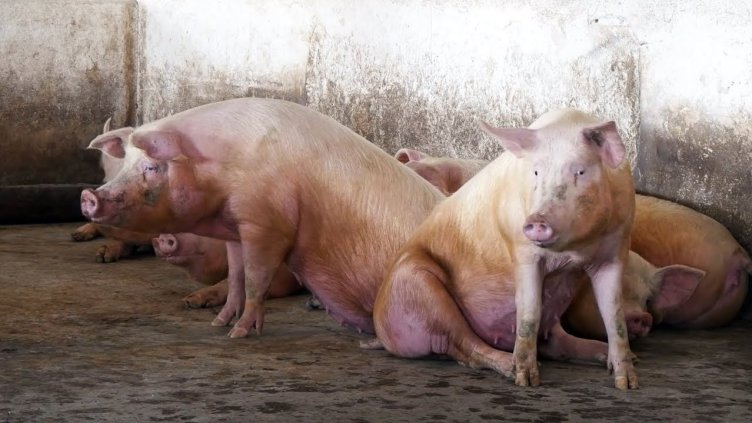 Снимка БГНЕС