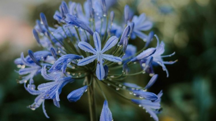 Снимка: Pixabay