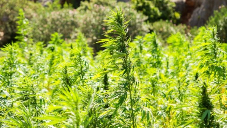 Снимка: Pixabay