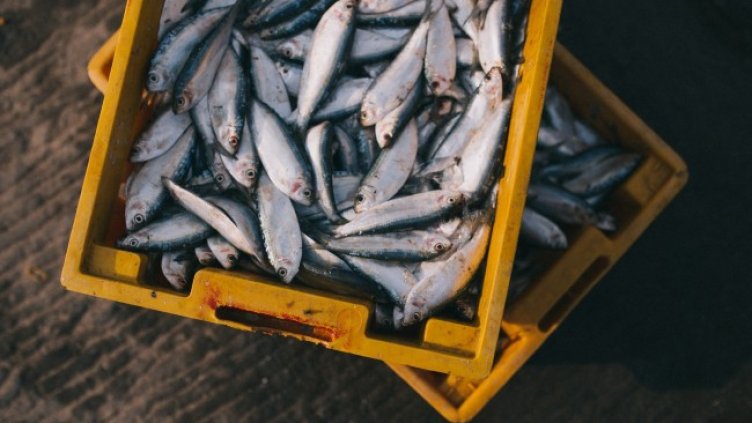 Снимка: Pixabay