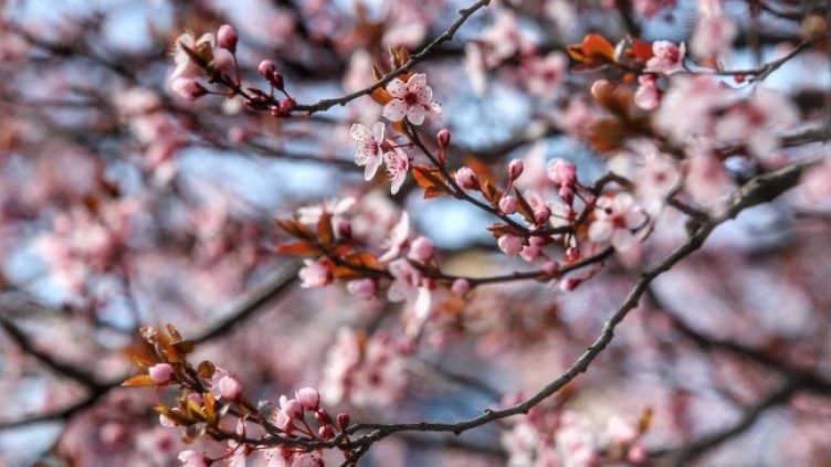 Снимка: архив, БГНЕС