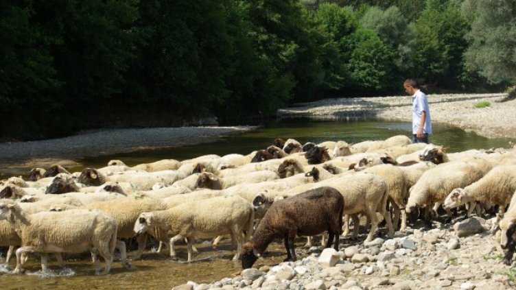 Снимка: БГНЕС