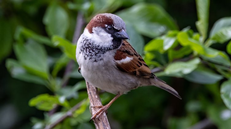 Снимка: Pixabay/TheOtherKev