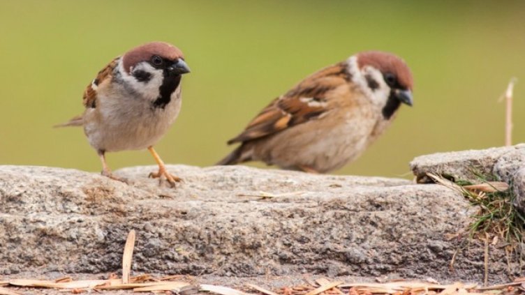 Снимка: архив, БГНЕС
