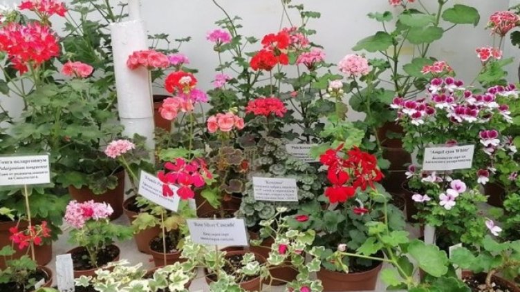 Снимка: Ботаническа градина - БАН