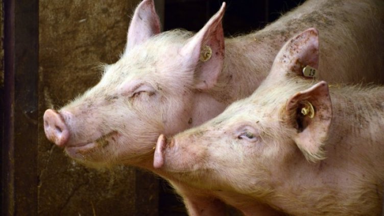 Снимка: Pixabay