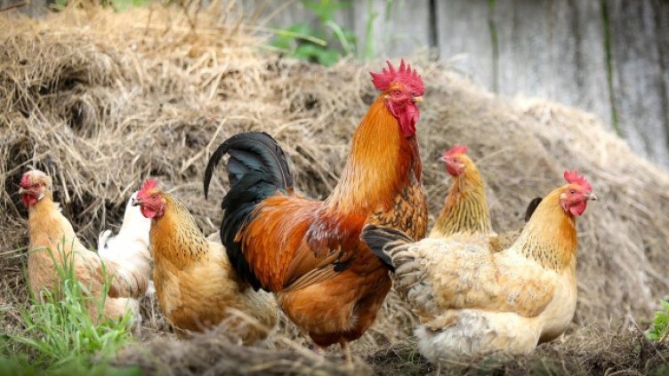 Снимка: Pixabay