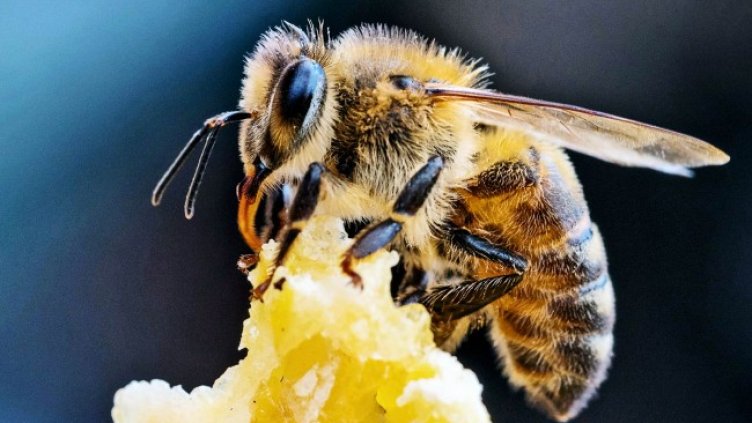 Източник: Агрион
Източник: Агрион