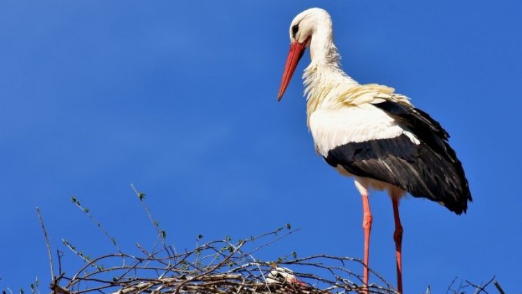 Снимка: Pixabey