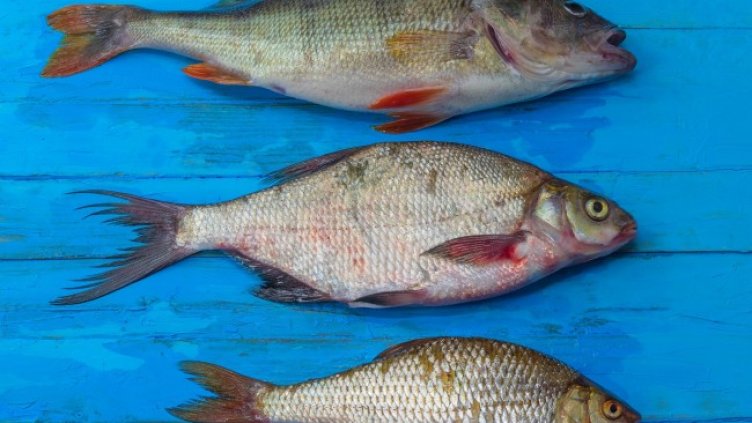 Снимка: Pixabay