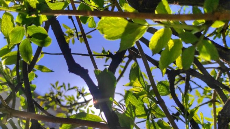 Снимка: архив, БГНЕС