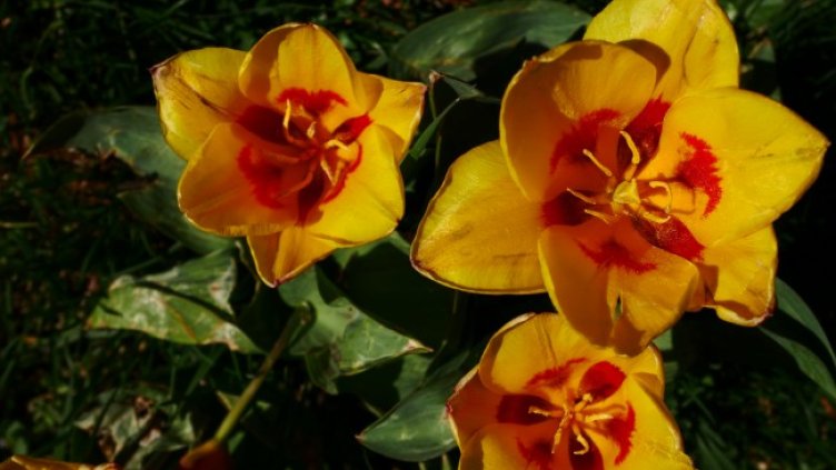 Снимка: архив, БГНЕС