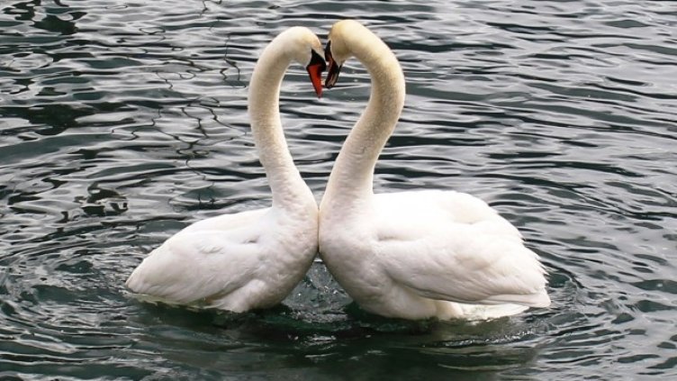 Снимка: Pixabay