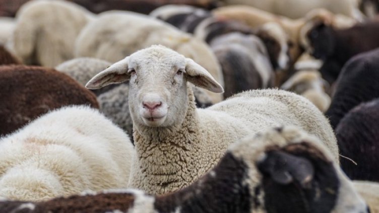 Снимка: Pixabay