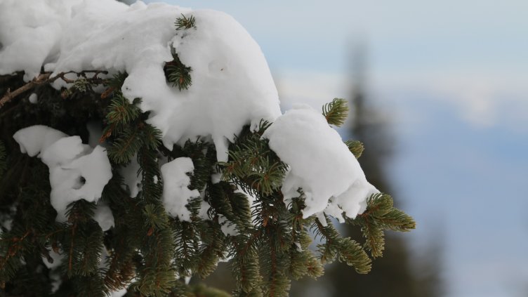 БГНЕС, архив