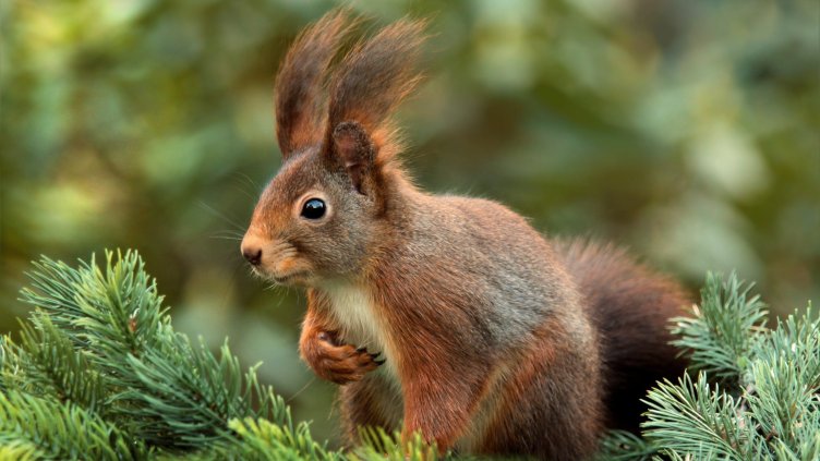 Снимка: Pixabay