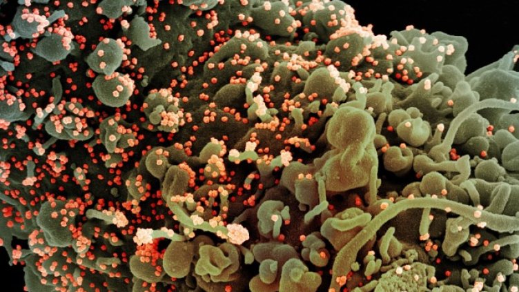 Снимка: архив, БГНЕС