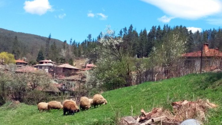 Снимка: архив, БГНЕС