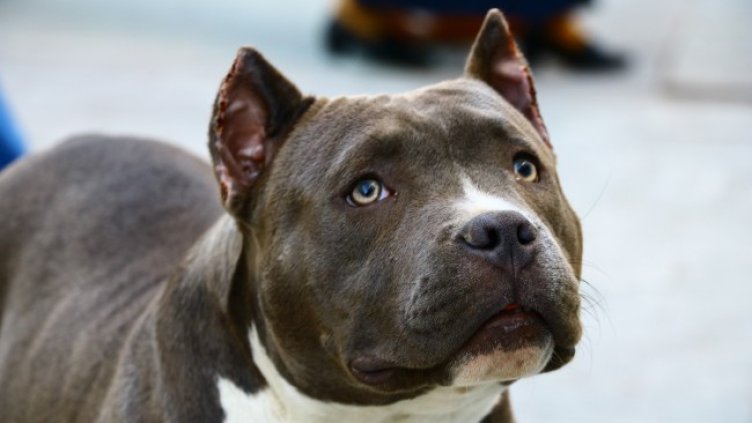 Снимка: Pixabay